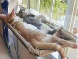 Котешко легло за прозорец-foto2