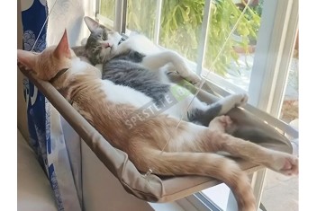 Котешко легло за прозорец-foto2