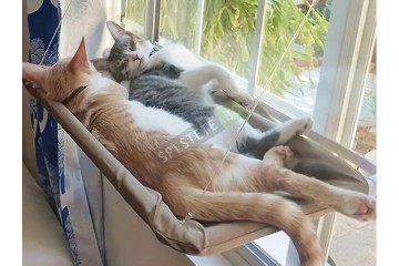 Котешко легло за прозорец-foto2