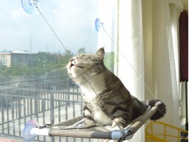 Котешко легло за прозорец-foto3