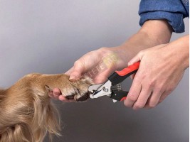 Клещи нокторезачка за домашен любимец-foto2