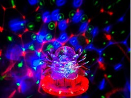 Диско крушка цвете-foto2