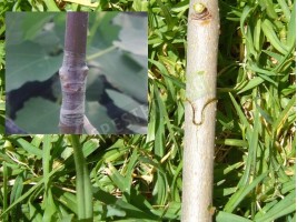 Ножица за присаждане-foto7