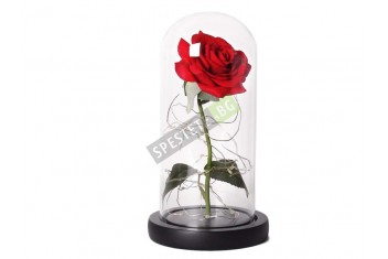Роза в стъкленица-foto4