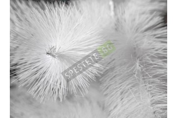 Бяла коледна елха-foto2